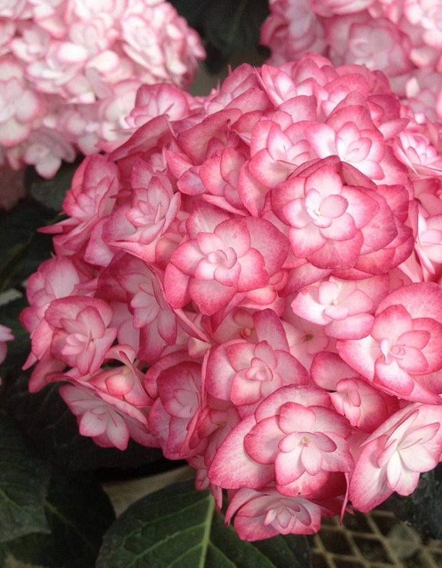 Гортензия крупнолистная Ю энд Ми Мисс Саори 1 шт Р9